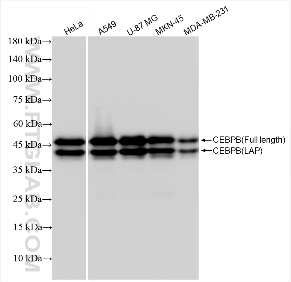 Western Blot (WB) analysis of various lysates using CEBPB Recombinant antibody (83791-6-RR)