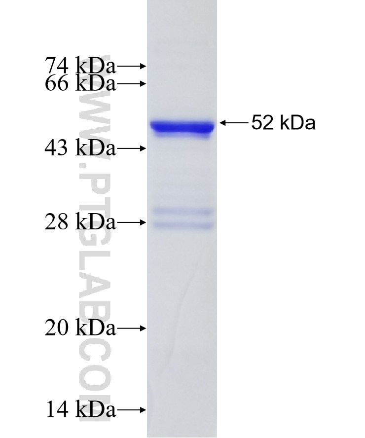 CEBPB fusion protein Ag28519 SDS-PAGE