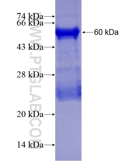 CEBPB fusion protein Ag20073 SDS-PAGE