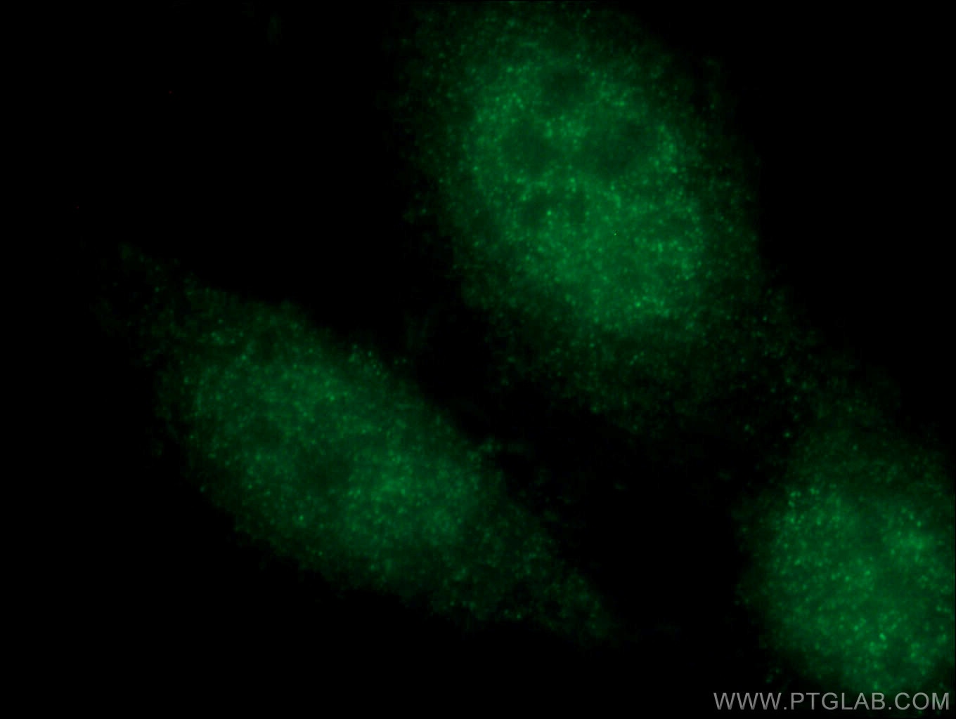 Immunofluorescence (IF) / fluorescent staining of HepG2 cells using CEBPE Polyclonal antibody (14271-1-AP)
