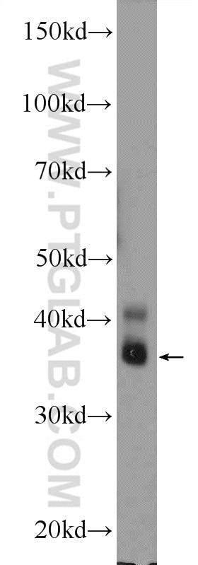Western Blot (WB) analysis of U-937 cells using CEBPE Polyclonal antibody (14271-1-AP)
