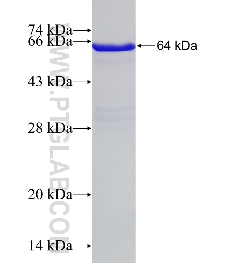 CEBPE fusion protein Ag5589 SDS-PAGE
