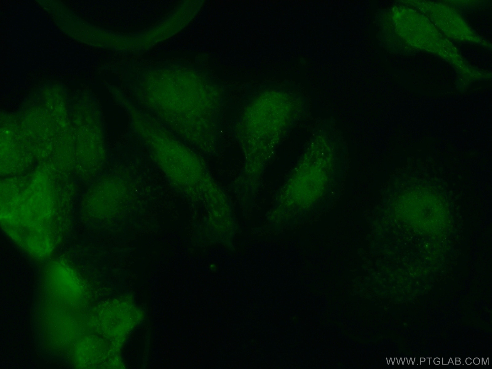 Immunofluorescence (IF) / fluorescent staining of MCF-7 cells using CEBPG Polyclonal antibody (12997-1-AP)