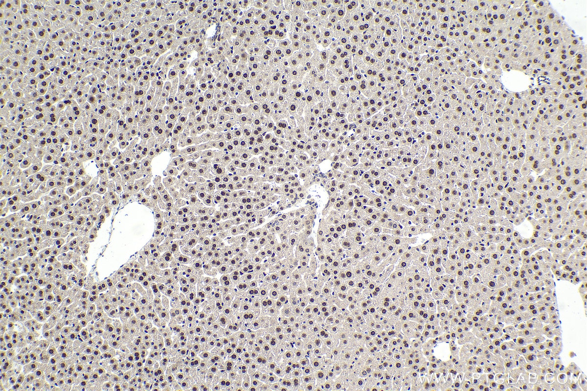 Immunohistochemistry (IHC) staining of mouse liver tissue using CEBPG Polyclonal antibody (12997-1-AP)