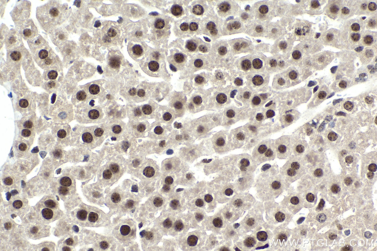 Immunohistochemistry (IHC) staining of mouse liver tissue using CEBPG Polyclonal antibody (12997-1-AP)