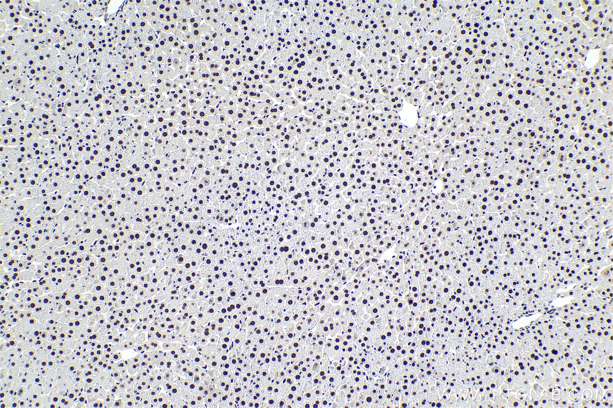 Immunohistochemistry (IHC) staining of rat liver tissue using CEBPG Polyclonal antibody (12997-1-AP)