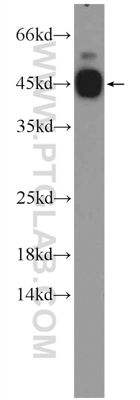 CEBPG Polyclonal antibody