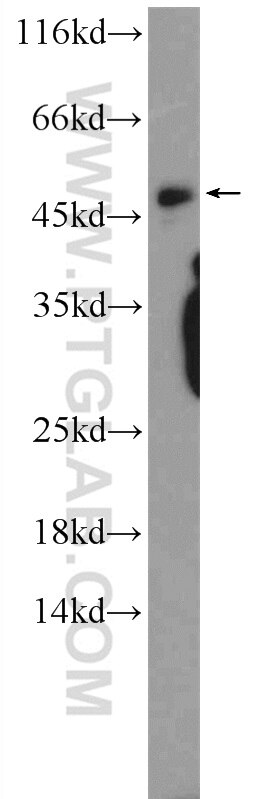 Western Blot (WB) analysis of MCF-7 cells using CEBPG Polyclonal antibody (12997-1-AP)