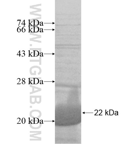 CEBPG fusion protein Ag14602 SDS-PAGE