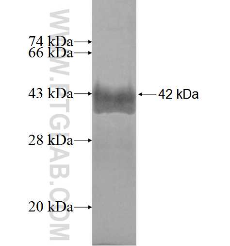 CEBPG fusion protein Ag3663 SDS-PAGE