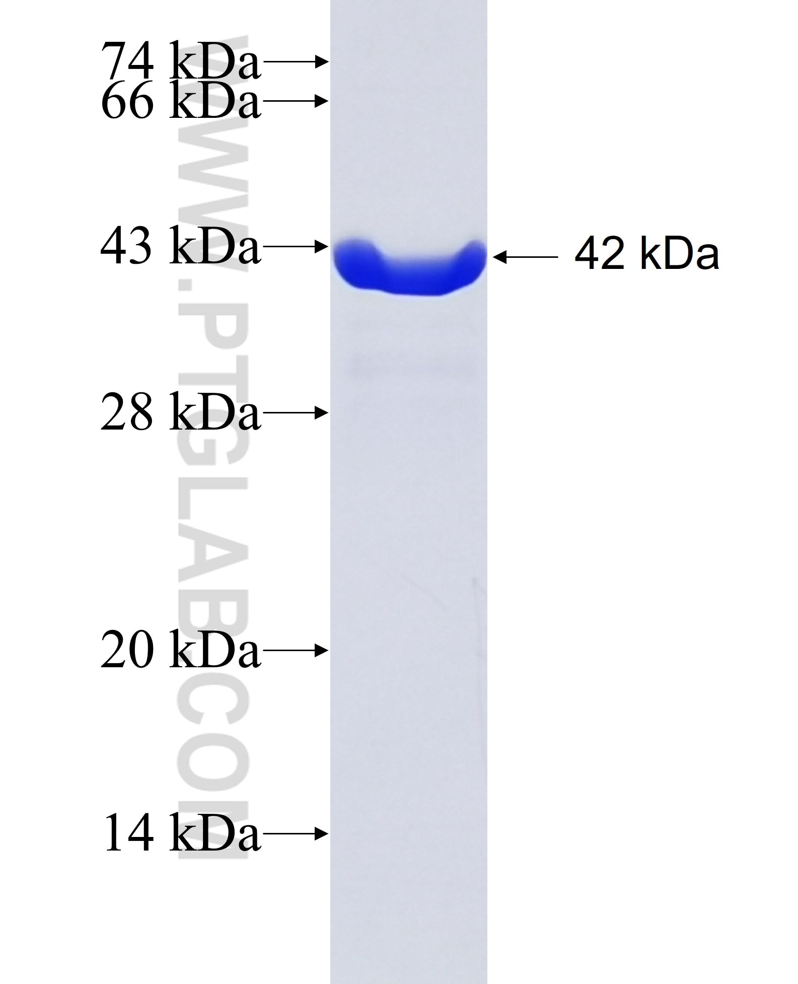 CEBPG fusion protein Ag3663 SDS-PAGE