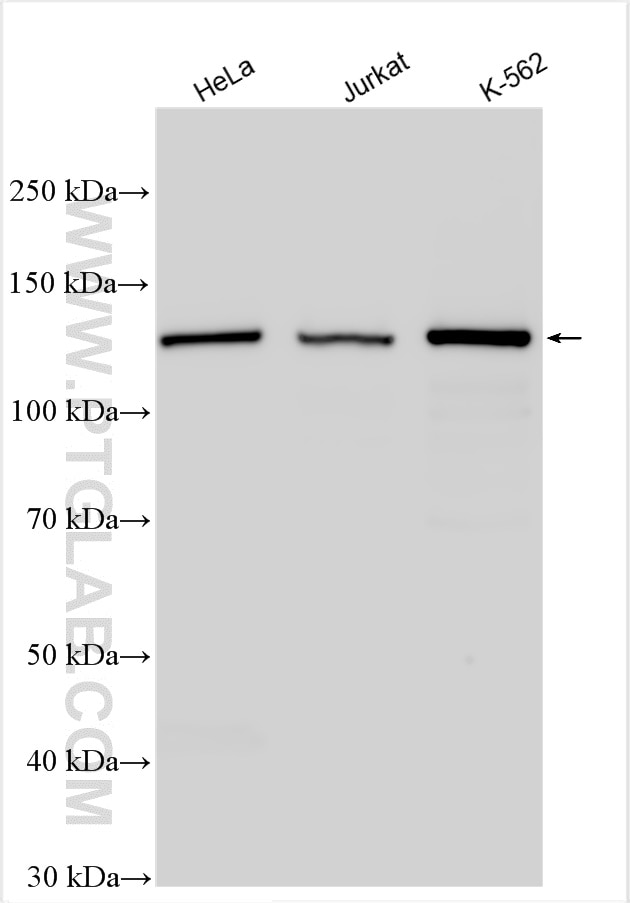 Western Blot (WB) analysis of various lysates using CEBPZ Polyclonal antibody (25612-1-AP)