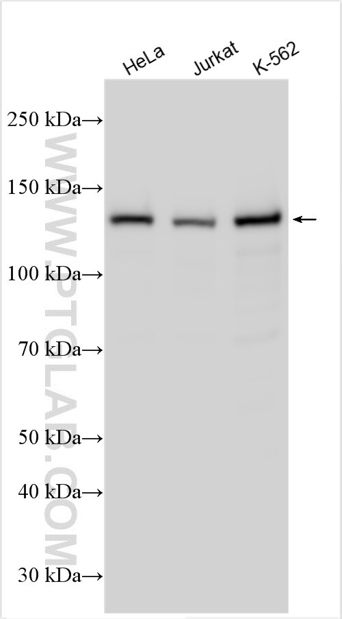 Western Blot (WB) analysis of various lysates using CEBPZ Polyclonal antibody (25612-1-AP)