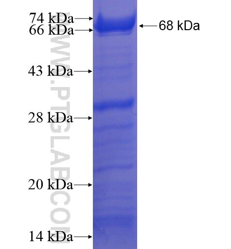 CEBPZ fusion protein Ag11003 SDS-PAGE