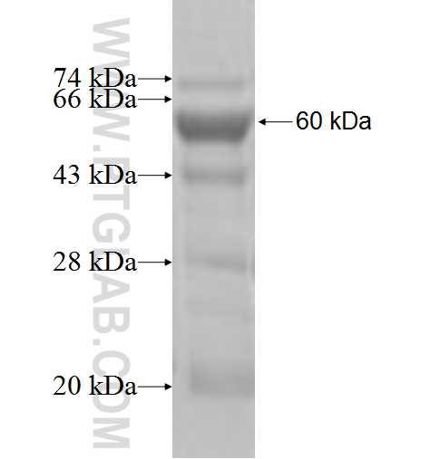 CEL fusion protein Ag5262 SDS-PAGE
