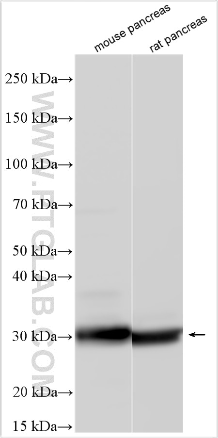 Various lysates were subjected to SDS PAGE followed by western blot with 33375-1-AP (CELA2A antibody) at dilution of 1:8000 incubated at room temperature for 1.5 hours. Western Blot (WB) analysis of various lysates using CELA2A Polyclonal antibody (33375-1-AP)