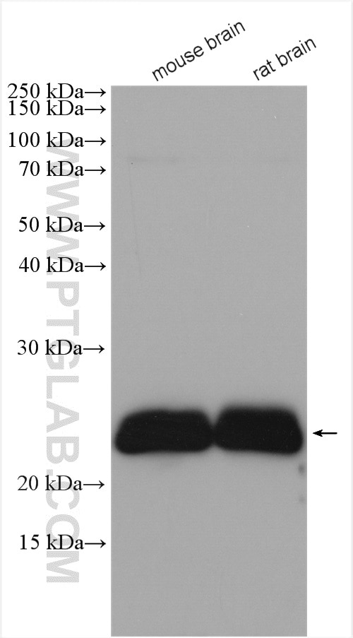Western Blot (WB) analysis of various lysates using CEND1 Polyclonal antibody (13280-1-AP)
