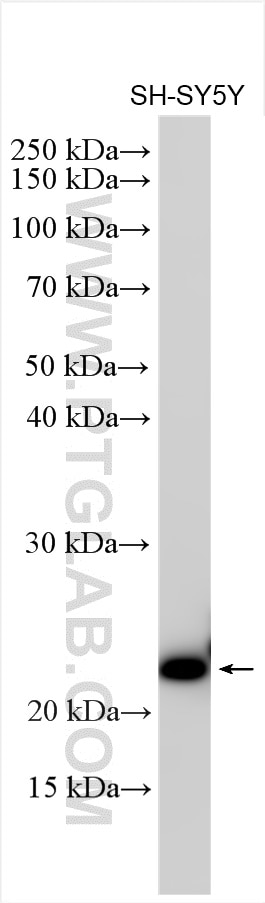 Western Blot (WB) analysis of various lysates using CEND1 Polyclonal antibody (13280-1-AP)