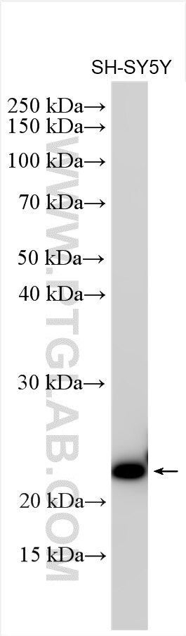 WB analysis using 13280-1-AP