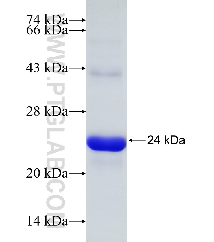 CEND1 fusion protein Ag27801 SDS-PAGE