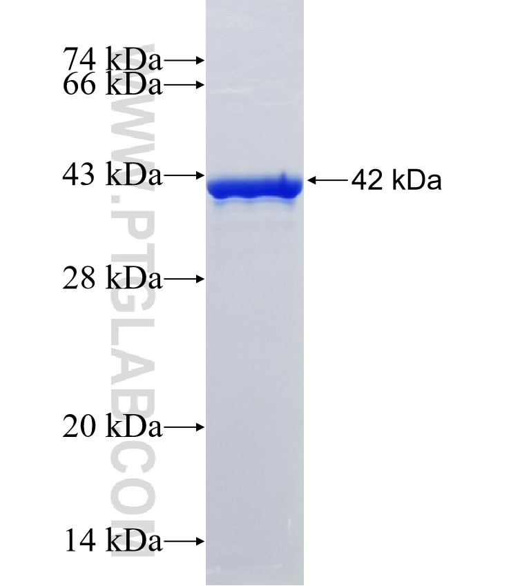 CEND1 fusion protein Ag4024 SDS-PAGE