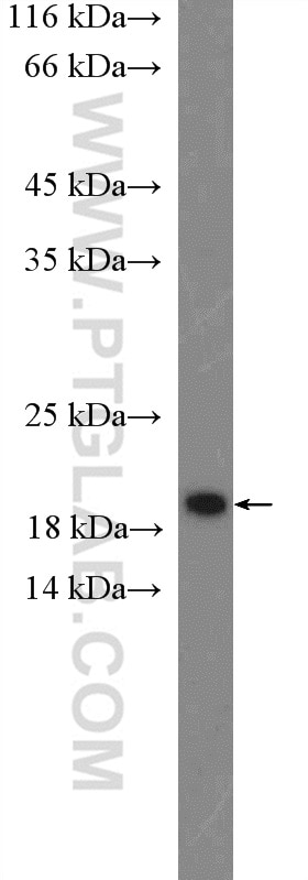 Western Blot (WB) analysis of MCF-7 cells using CENPA Polyclonal antibody (26754-1-AP)