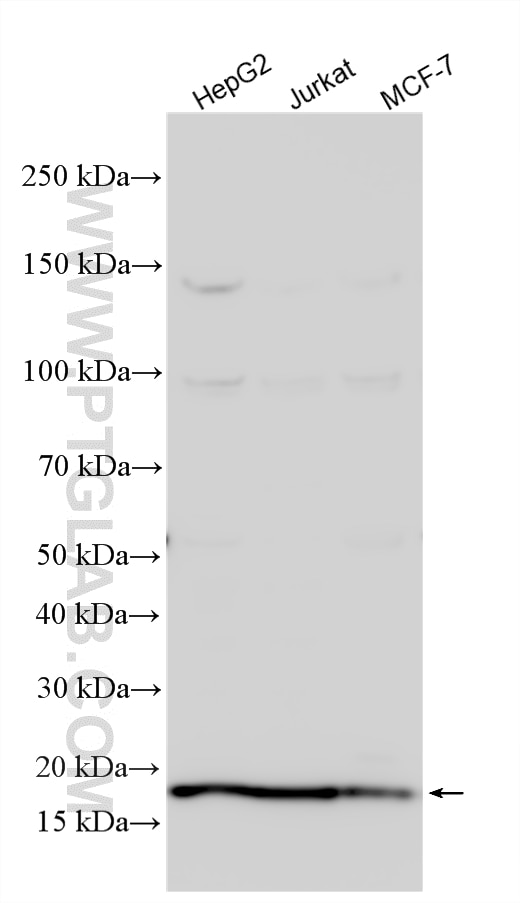 Western Blot (WB) analysis of various lysates using CENPA Polyclonal antibody (26754-1-AP)