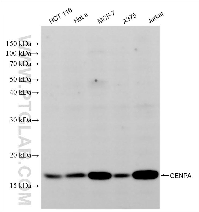 WB analysis using 88445-1-RR (same clone as 88445-1-PBS) Western Blot (WB) analysis of various lysates using CENPA Recombinant monoclonal antibody (88445-1-RR)