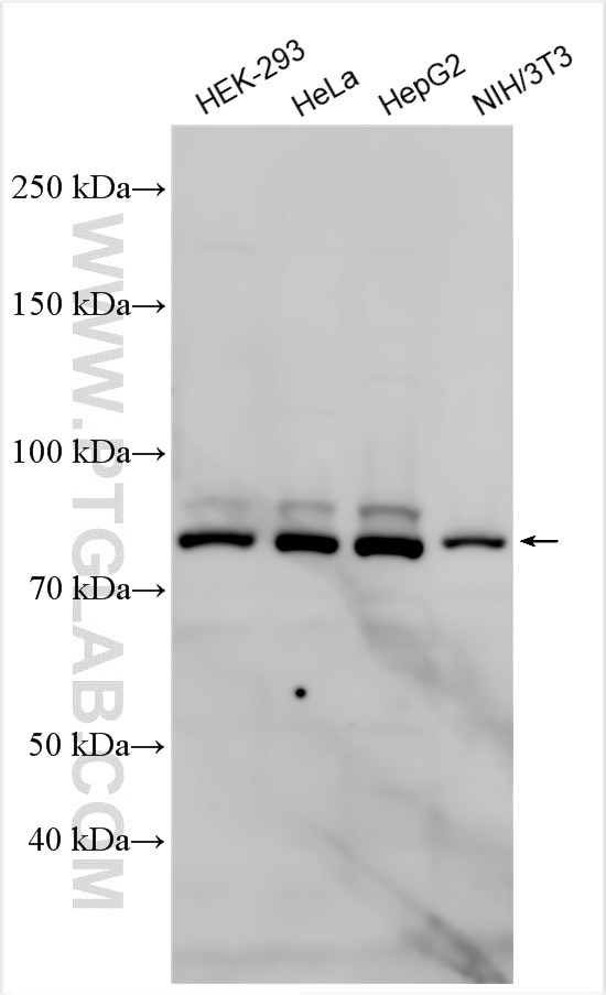 Western Blot (WB) analysis of various lysates using CENPB Polyclonal antibody (26738-1-AP)