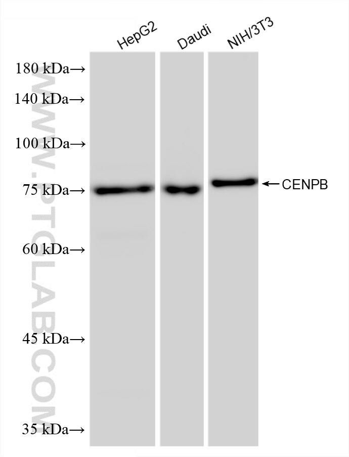 WB analysis using 87672-1-RR (same clone as 87672-1-PBS) Western Blot (WB) analysis of various lysates using CENPB Recombinant monoclonal antibody (87672-1-RR)