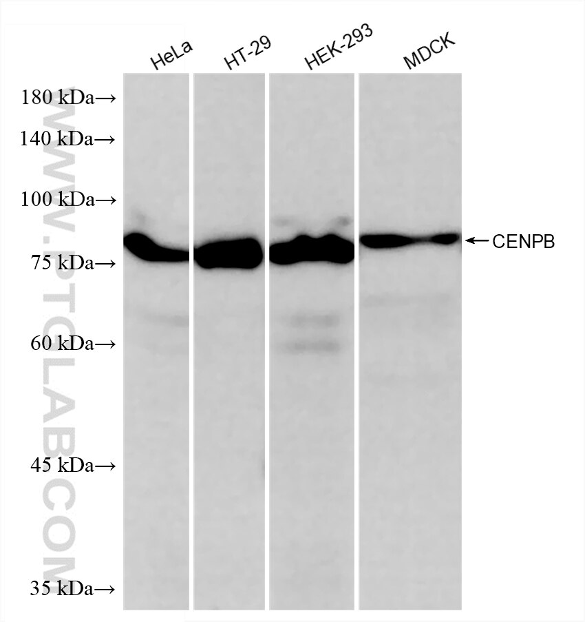 WB analysis using 87672-1-RR (same clone as 87672-1-PBS) Western Blot (WB) analysis of various lysates using CENPB Recombinant monoclonal antibody (87672-1-RR)