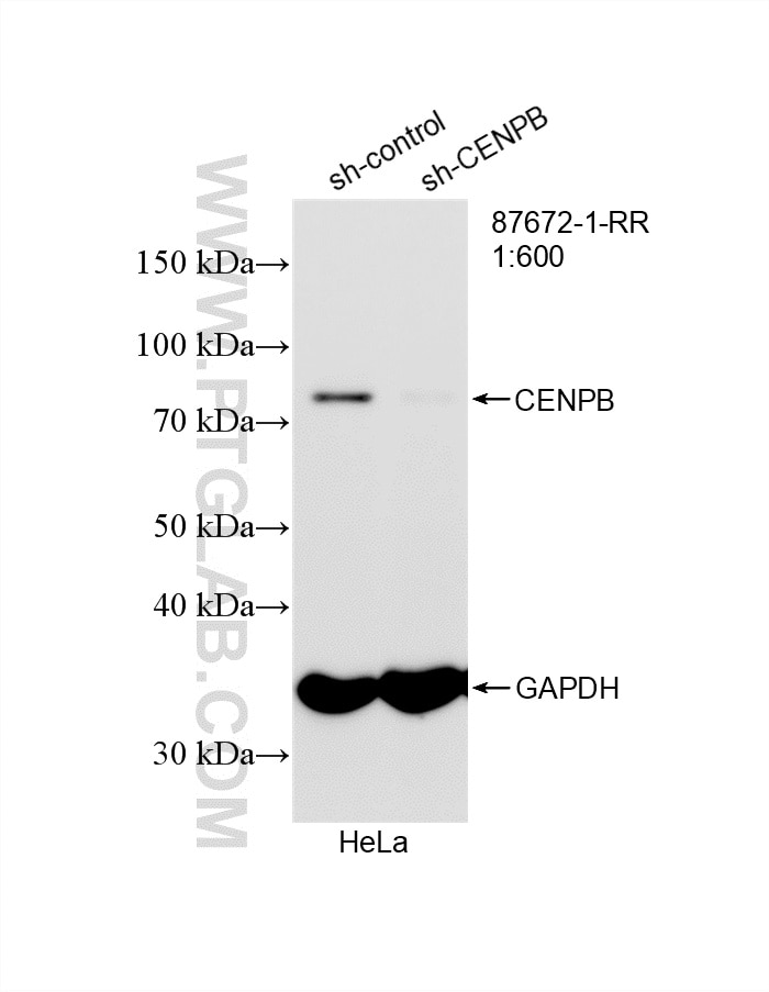 WB analysis of HeLa using 87672-1-RR (same clone as 87672-1-PBS) Western Blot (WB) analysis of HeLa cells using CENPB Recombinant monoclonal antibody (87672-1-RR)