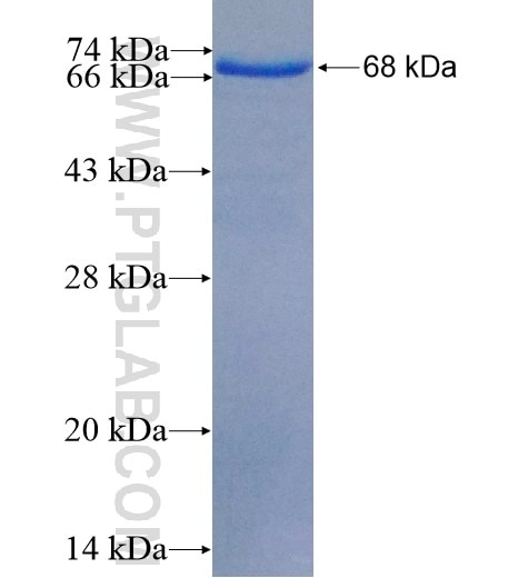 CENPC1 fusion protein Ag5523 SDS-PAGE