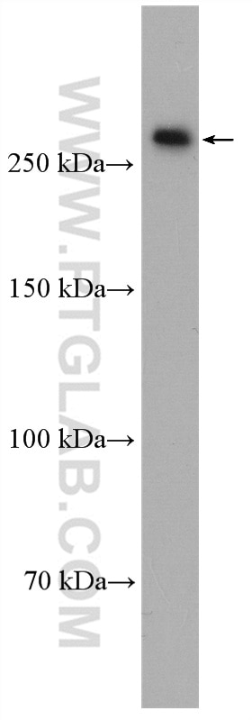 Western Blot (WB) analysis of HepG2 cells using CENPE Polyclonal antibody (28142-1-AP)