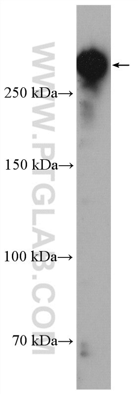 WB analysis of HEK-293 using 28142-1-AP