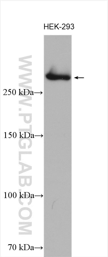 Western Blot (WB) analysis of various lysates using CENPE Polyclonal antibody (28142-1-AP)
