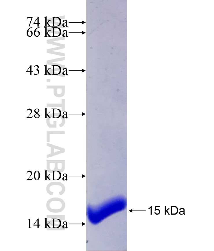 CENPE fusion protein Ag27233 SDS-PAGE
