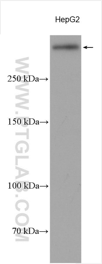 Western Blot (WB) analysis of various lysates using CENPF Polyclonal antibody (28568-1-AP)