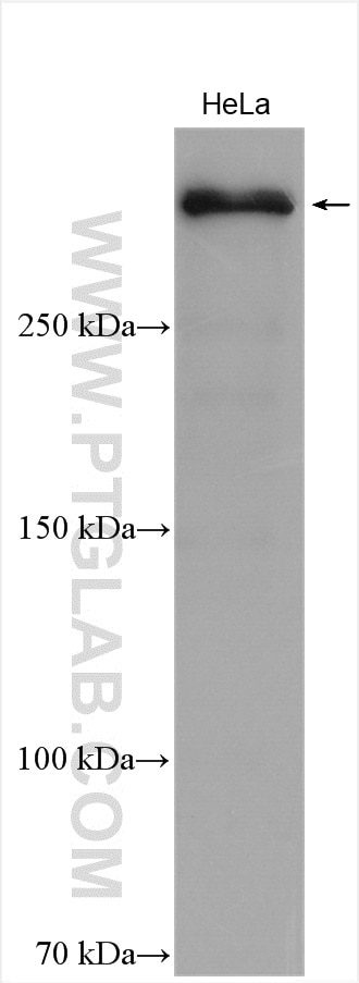 Western Blot (WB) analysis of HeLa cells using CENPF Polyclonal antibody (28568-1-AP)
