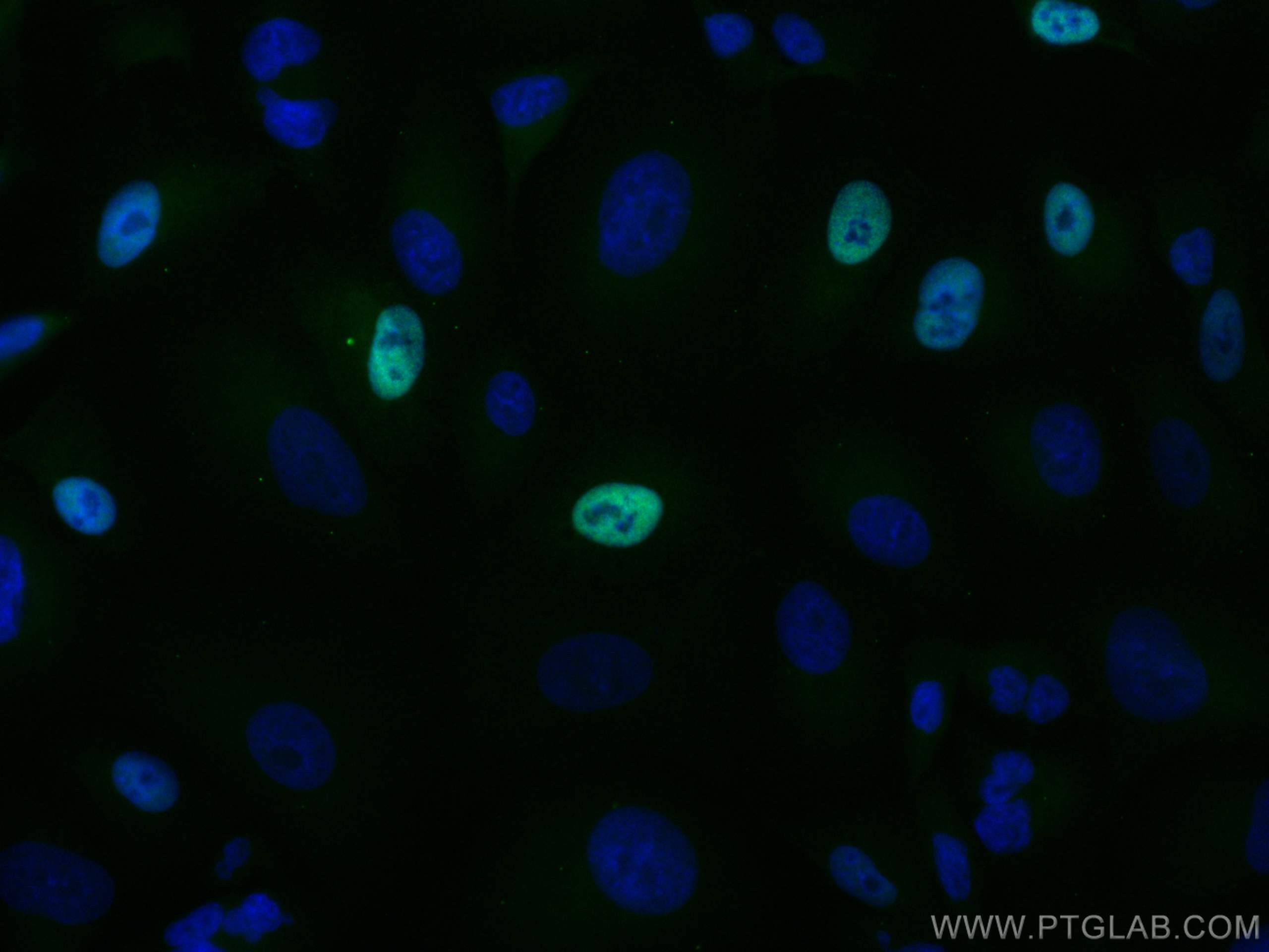 Immunofluorescence (IF) / fluorescent staining of A549 cells using CoraLite® Plus 488-conjugated CENPF Polyclonal ant (CL488-28568)