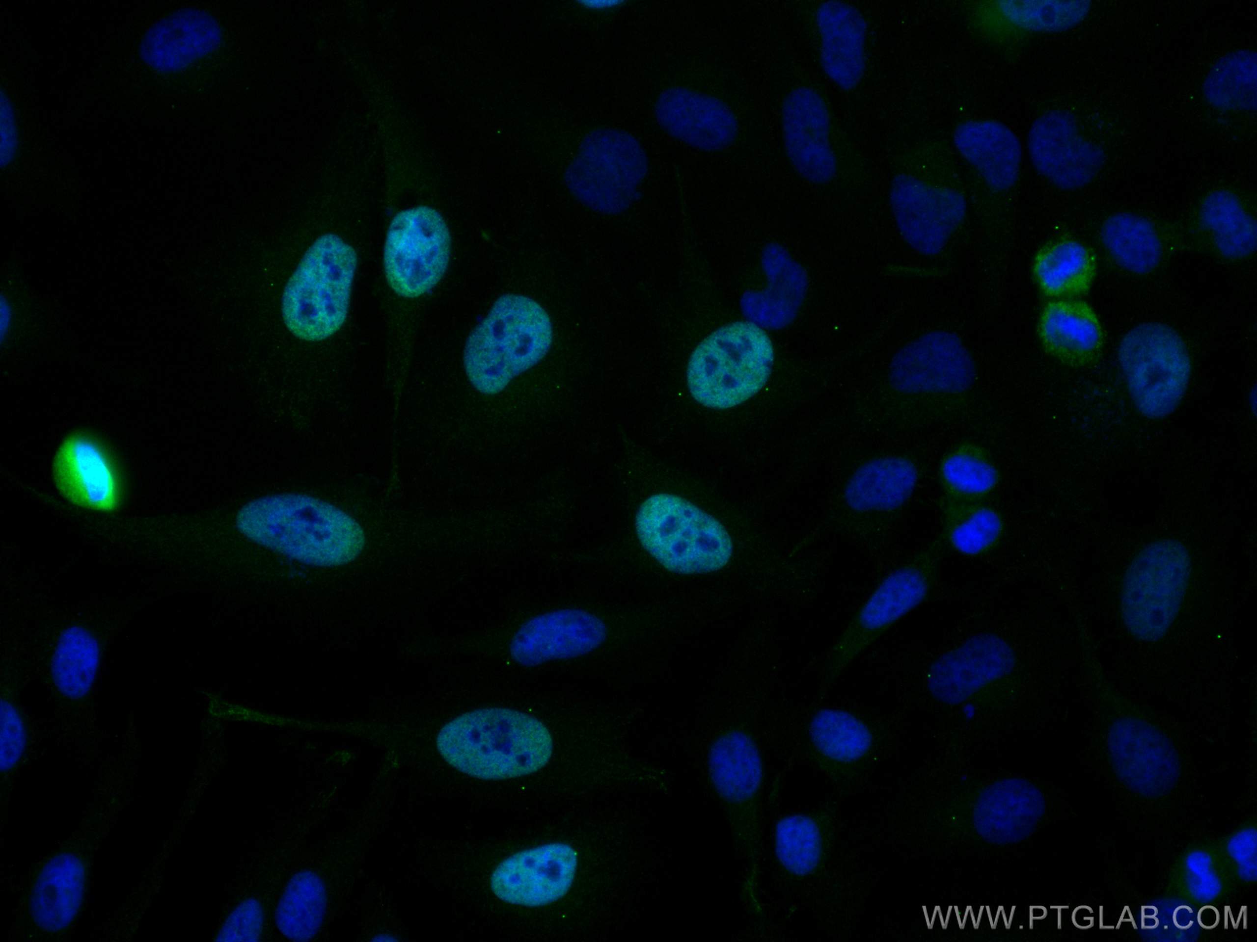 Immunofluorescence (IF) / fluorescent staining of HeLa cells using CoraLite® Plus 488-conjugated CENPF Polyclonal ant (CL488-28568)