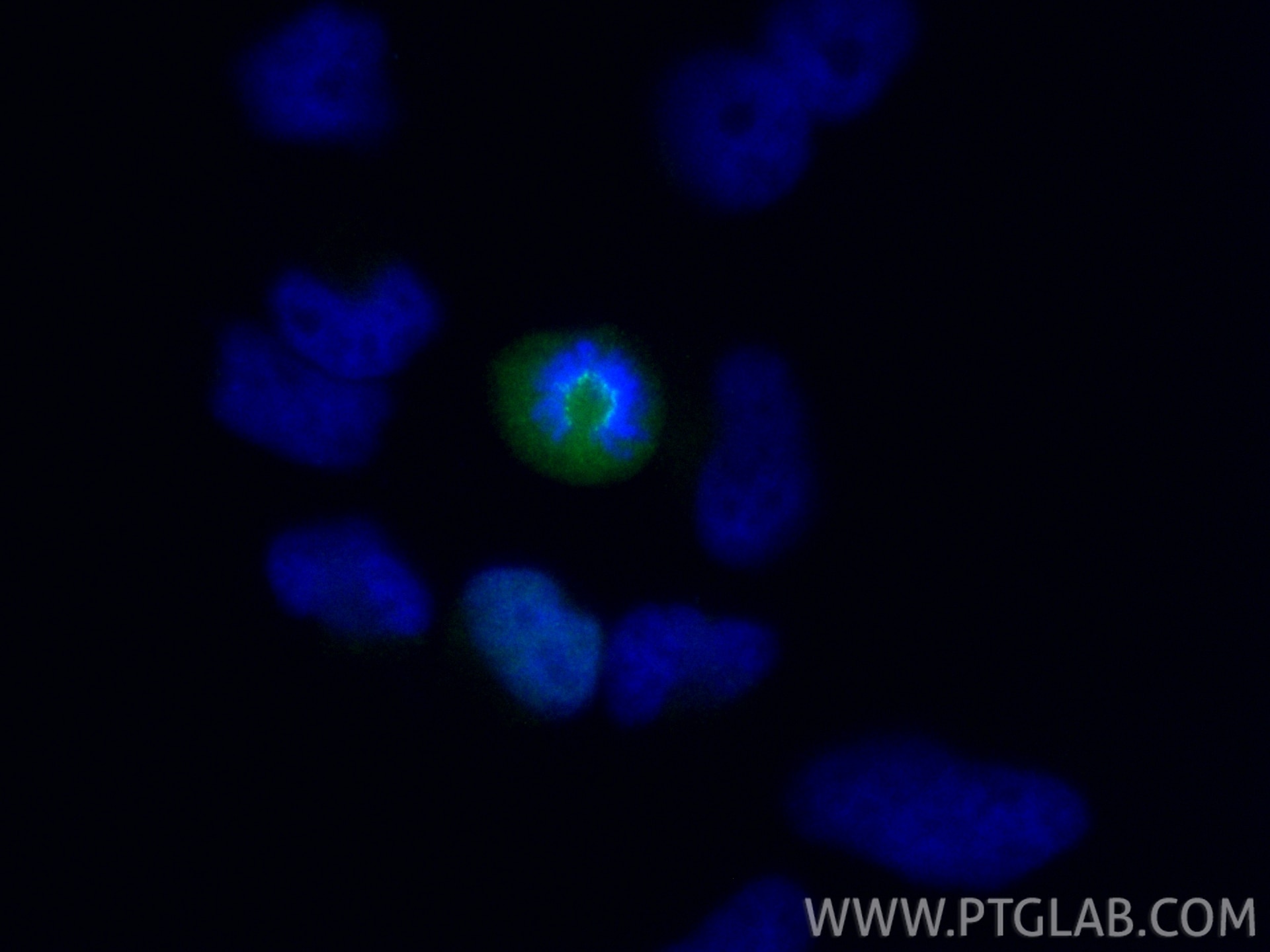 Immunofluorescence (IF) / fluorescent staining of HeLa cells using CoraLite® Plus 488-conjugated CENPF Recombinant an (CL488-84865-4)