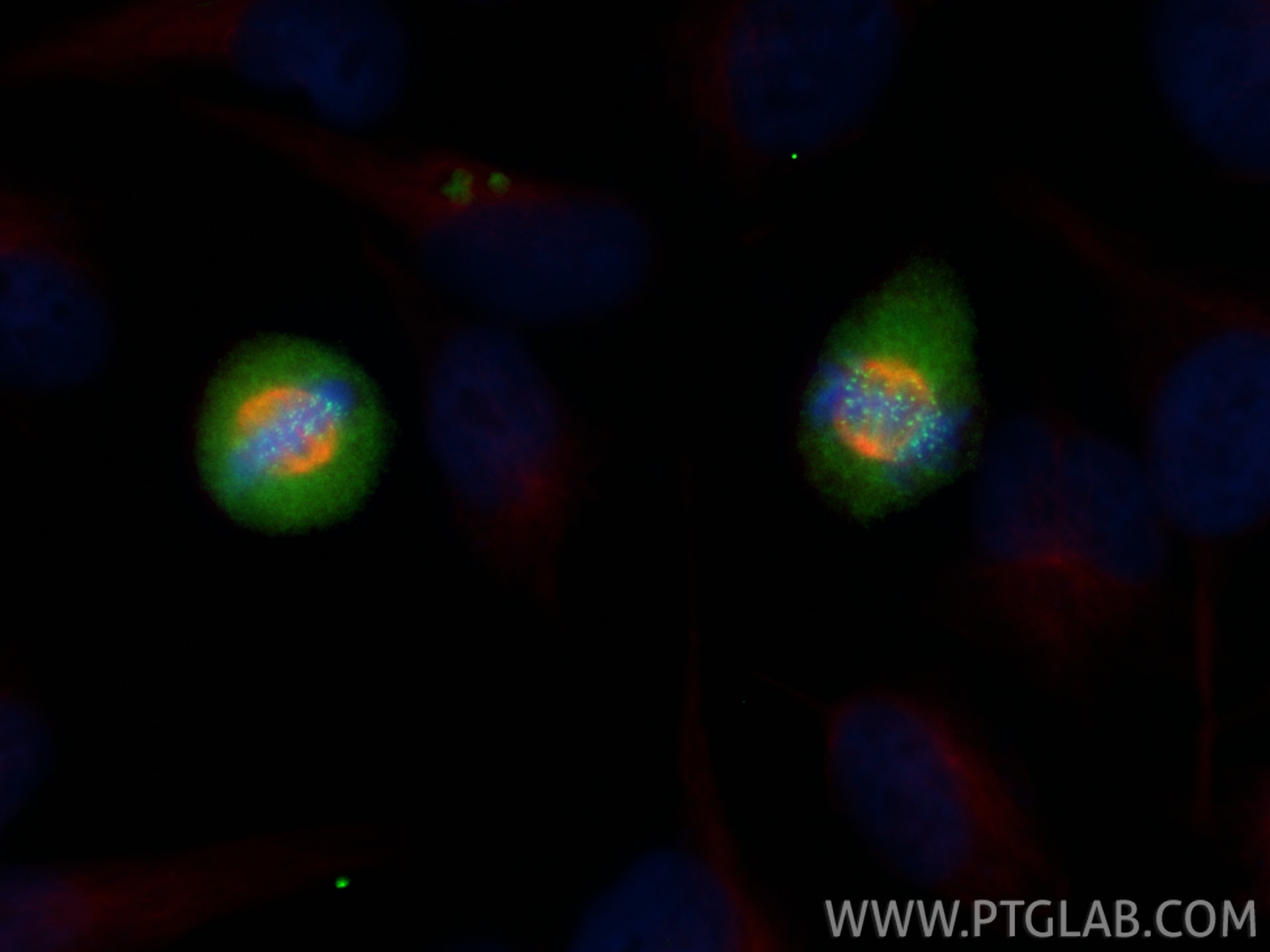 Immunofluorescence (IF) / fluorescent staining of HeLa cells using CoraLite® Plus 488-conjugated CENPF Recombinant an (CL488-84865-4)
