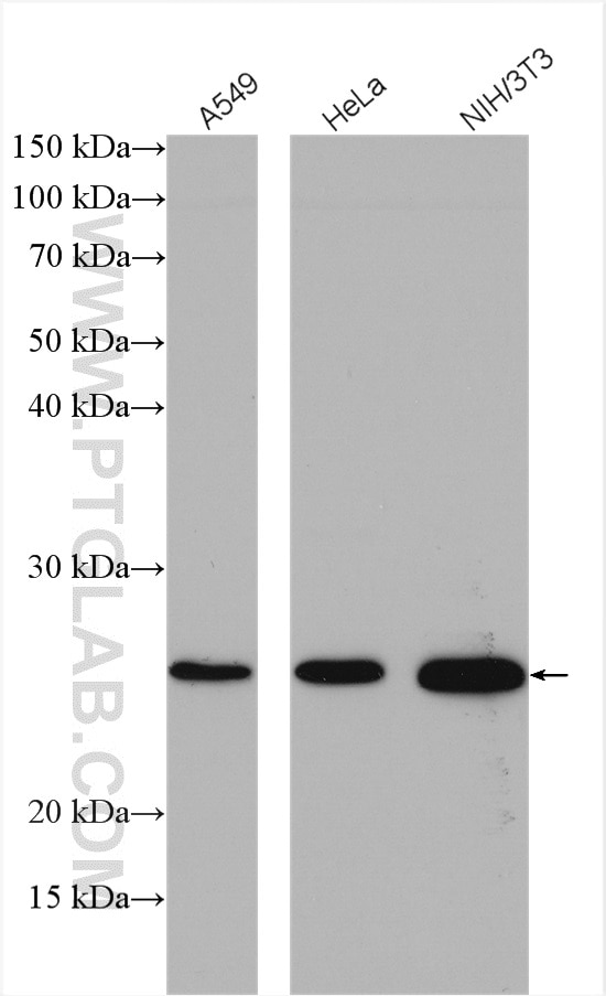 Western Blot (WB) analysis of various lysates using CENPH Polyclonal antibody (12841-1-AP)