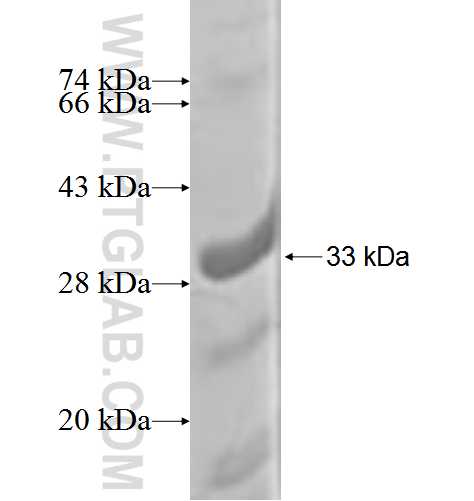 CENPH fusion protein Ag3836 SDS-PAGE
