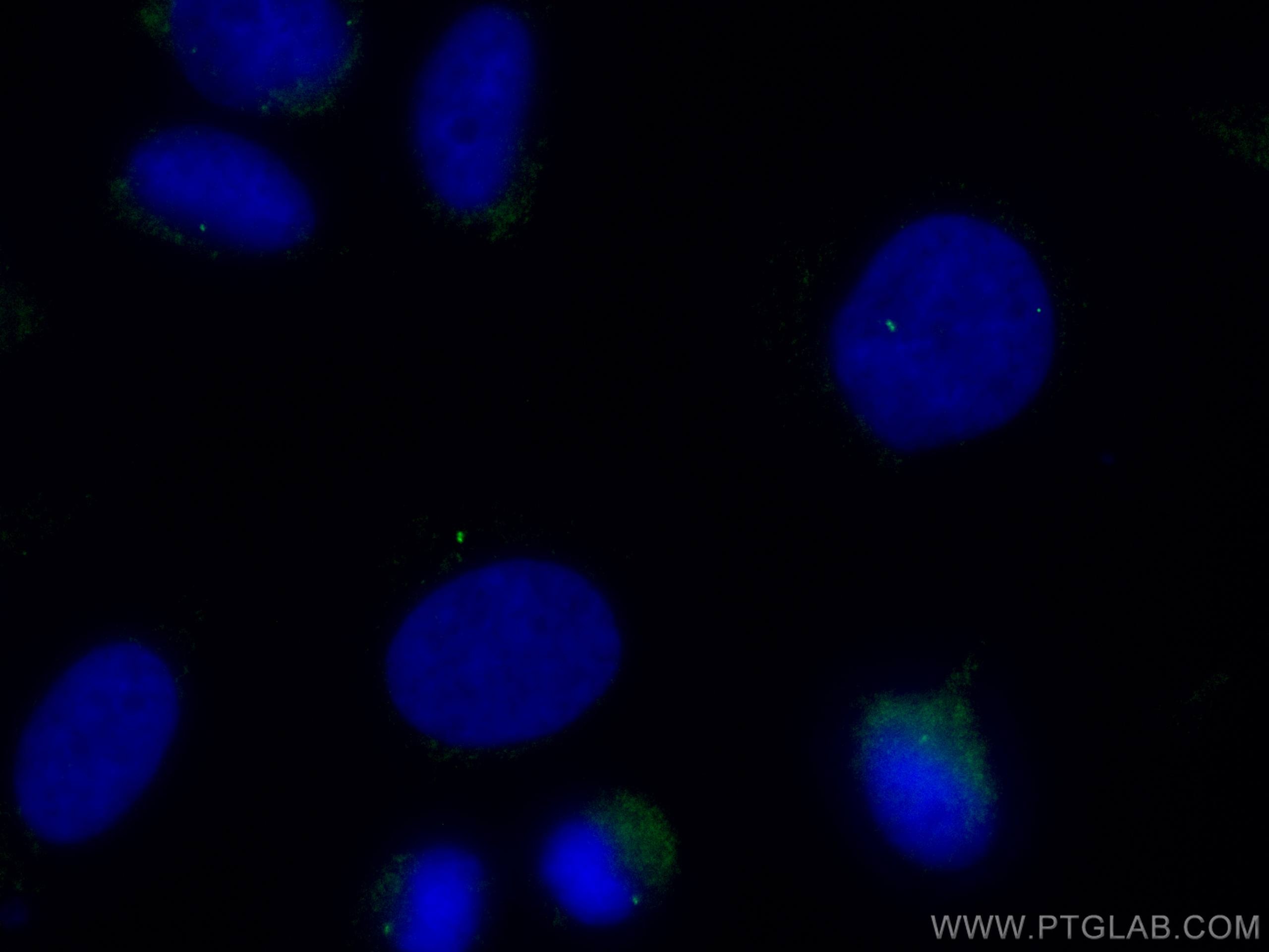 IF Staining of HeLa using CL488-11517