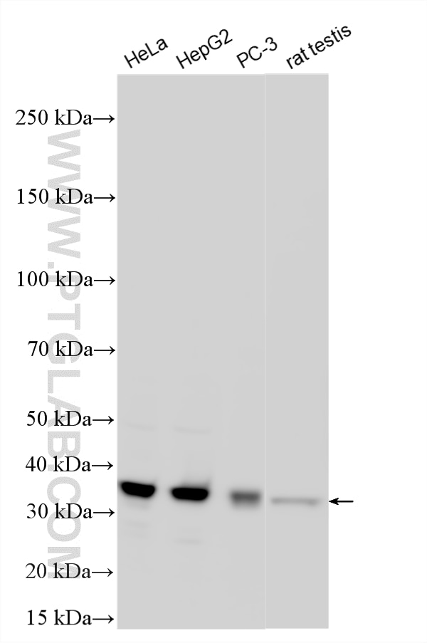 Western Blot (WB) analysis of various lysates using CENPK Polyclonal antibody (26208-1-AP)