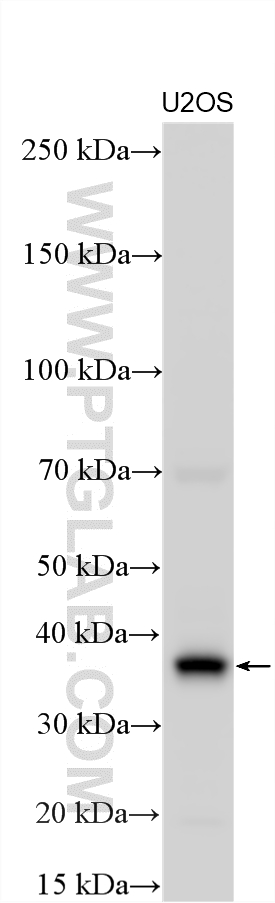 Western Blot (WB) analysis of various lysates using CENPL Polyclonal antibody (17007-1-AP)