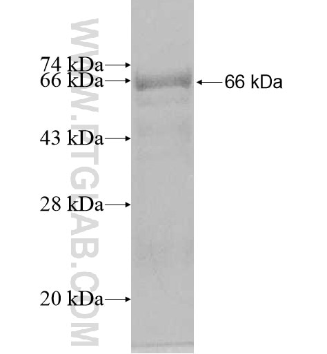 CENPL fusion protein Ag10703 SDS-PAGE