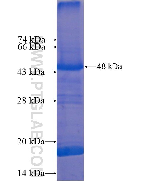 CENPL fusion protein Ag10930 SDS-PAGE
